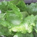 水耕溫室蔬果--西生菜