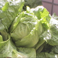 水耕溫室蔬果--西生菜包了