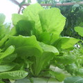 水耕溫室蔬果--改良萵苣