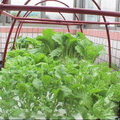 水耕溫室蔬果--芝麻菜