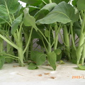 水耕溫室蔬果--芥藍菜
