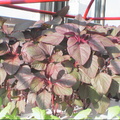 水耕溫室蔬果--紅莧菜