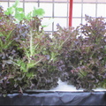 水耕溫室蔬果--紅萵苣