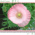 罌粟花--粉紅色