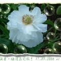 罌粟花--白色