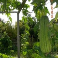 2011-菜園-17