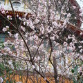 天元宮的櫻白花開 - 2