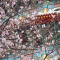 天元宮的櫻白花開 - 3