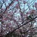 天元宮的櫻白花開 - 1