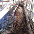 拯救全台平地最長壽、最高的百年木棉樹--彰化三民社區