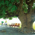 彰化三民社區的百年茄苳老樹