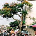 竹蓮市場的鳳凰樹