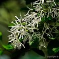 春暖花開時分，除了櫻花、茶花外，此時也是流蘇盛開季節，花開全株宛如被皚皚雪花覆蓋，美不勝收。