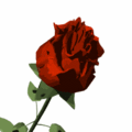 這朵玫瑰象徵永恆