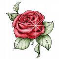 這朵玫瑰象徵永恆