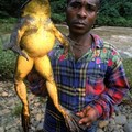 非洲大青蛙1
