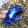 Dendrobates azureus (Blue Poison Dart Frog)1