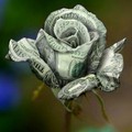 Banknote-Rose