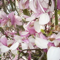 紫玉蘭（學名：Magnolia liliiflora）又名木蘭