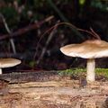 腐木也是野菇喜愛生長的地方，但聽說腐木上的野菇大多有毒
