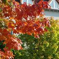 隨處可見的紅葉，這下我這土包子才知道除了楓樹以外，很多樹木在秋天都會換上紅衣裳
