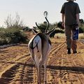 Bagatelle Kalahari Game Ranch in Namibia / 納米比亞
