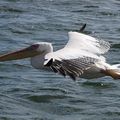 Pelican in Walvis Bay / Namibia 納米比亞