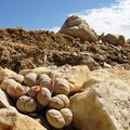 Lithops (Living stones) in Namib Desert / Namibia 納米比亞