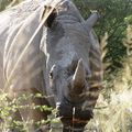 White Rhino in Waterberg Wilderness / Namibia 納米比亞