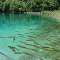 普列提維切湖國家公園Plitvice Lakes National Park