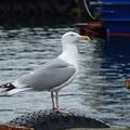 西區考克的海鷗@挪威。Alesund