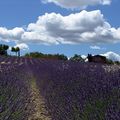 紫色深呼吸＠法國。普羅旺斯