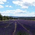 紫色深呼吸＠法國。普羅旺斯