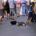 Homeless and His Cats, NYC