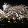 毛利庭園的櫻花夜景