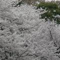 上野公園盛開的櫻花-1
