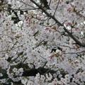 上野公園盛開的櫻花-2