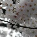 上野公園盛開的櫻花-3