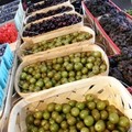 Italian Grapes