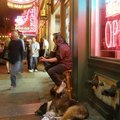 街頭演唱者和狗 Nashville