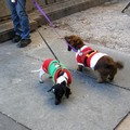 Byrant Park Christmas Dogs