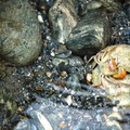 乾淨見底的砂卡噹溪流(螃蟹)