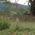 澳洲最小的袋鼠Wallaby