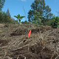 將有養份的腐木和土壤鋪在樹苗周圍
