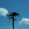 路邊電線桿上的老鷹鳥巢(當地人說)