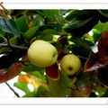 深秋的色彩-4-黃蘋果
