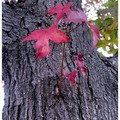 深秋的色彩-6-楓紅