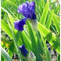 彩虹女神的化身─鳶尾花(Iris) - 1