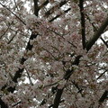 天元宮櫻花 - 2