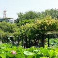 2011仲夏的植物園 - 4